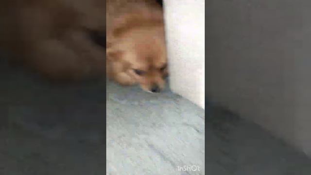 Домашние животные. Полная безопасность носков.