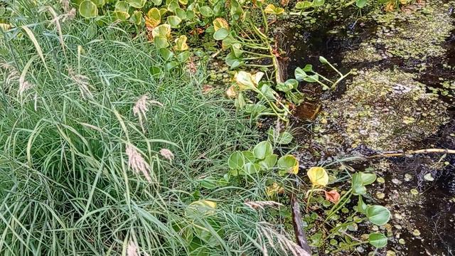 поднимаем грядки, удобряем грядки