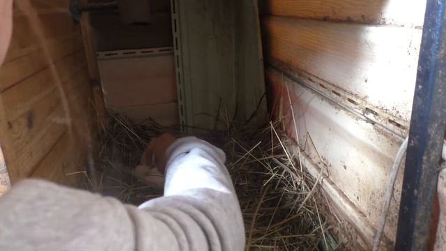 Цыплятя начинают вылупляться.