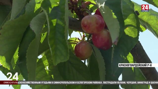 Предприятие в Белогорском районе потеряло 100% урожая яблок
