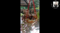 PELLIONIA REPENS/HANGING PLANT/WATERMELON PELLIONIA REPENS