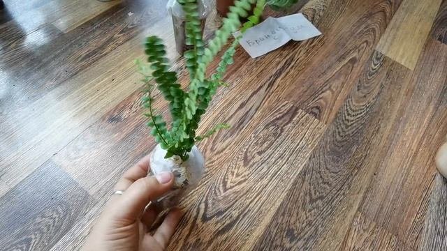 Очень много НОВИНОКРЕДКИЕ ПапоротникиПополнение Коллекции Август 2020 flowerandboy