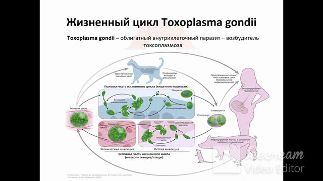 11. Эндопаразиты (гельминты, простейшие). Морфология и физиология. Жизненный цикл