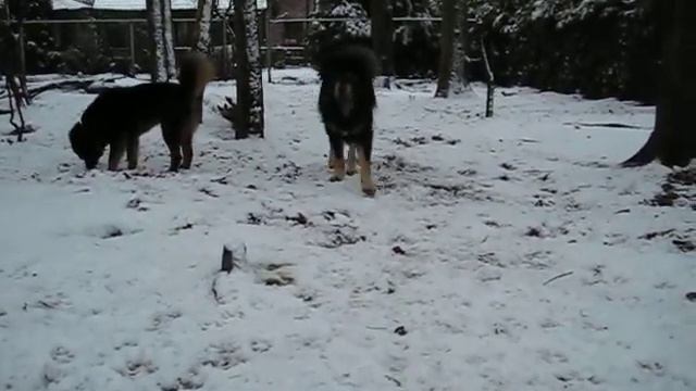 Tibetan Mastiff Dzjengis Nan San