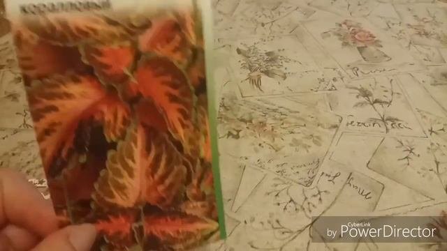 Сажаю колеусы. Первые всходы