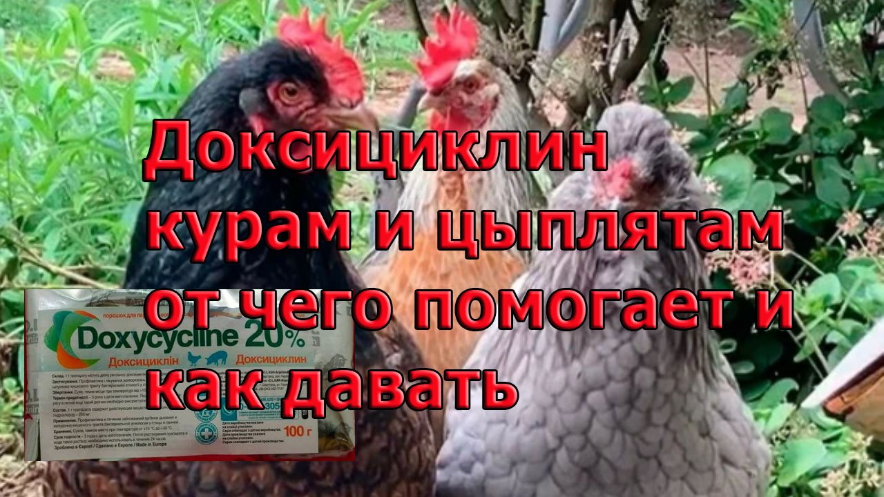 Доксициклин курам и цыплятам от чего помогает и как давать.