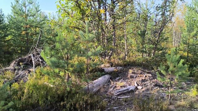 Ветер, солнце и лесной асмр 😆 / In the forest / 在森林里 🌲