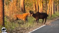 Тигр Против Домашней Коровы / Редкие Битвы и Случаи с Животными Снятые На Камеру