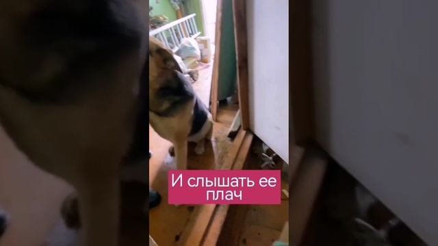 Мотя 5 лет СРОЧНО ищет новый дом