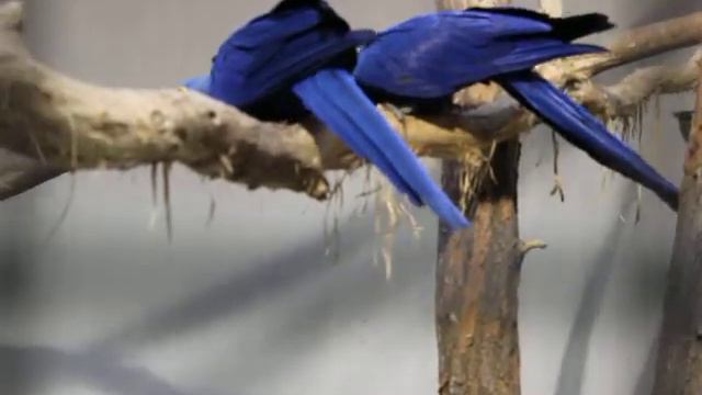 Синие попугаи сидят на суку | Blue parrots sitting on the bough