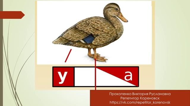 Звук У. Схема слова УТКА (дети 5-6 лет)