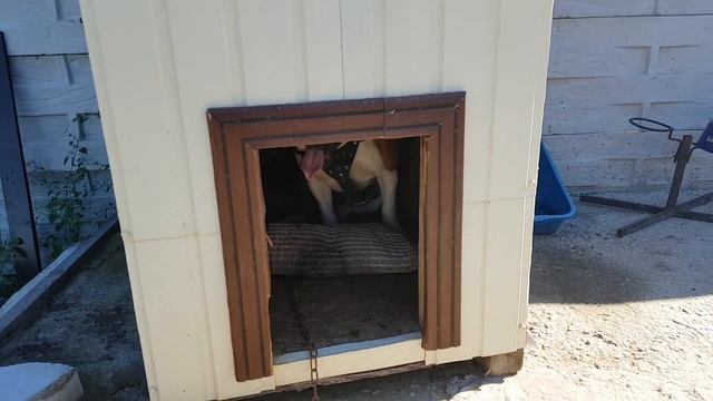 American bulldog. Дрессировка.  Американский бульдог.7 занятие порвали цепь!