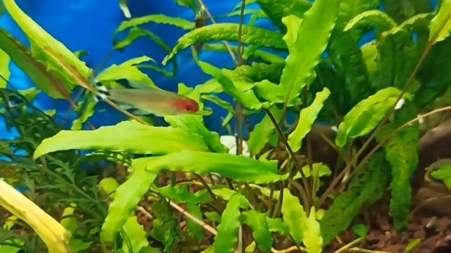 Мой 100 л аквариум в октябре/Откуда новые улитки/My 100L tank in October/Catfish damage plants