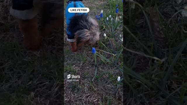 щенок-флорист ест цветы