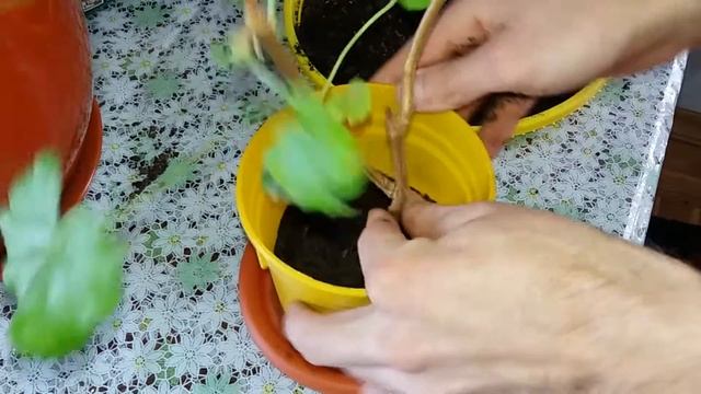 Пересадка герани /Transplanting geranium