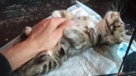 Вот такой малыш. Не дает мне убираться.