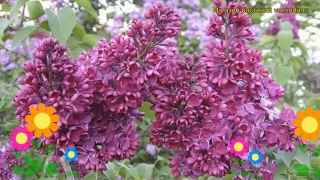 Сирень обыкновенная Знамя Ленина. Краткий обзор, описание syringa vulgaris Znamia Lenina