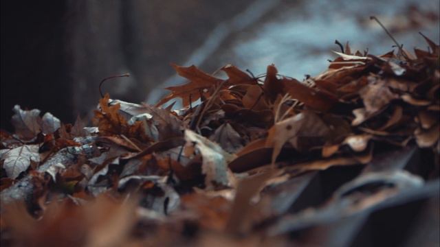 Этюды осени, автор Павел Cинёв, читает Мила Кун