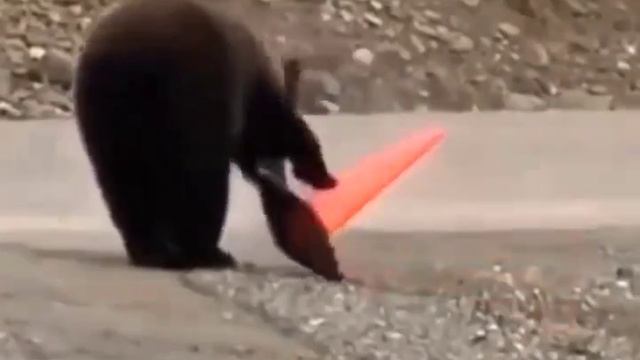 Медведь наводит порядок на дороге))