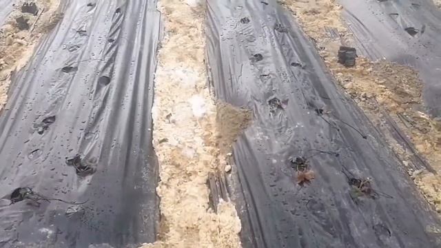 Посадка клубники. снег в конце марта.