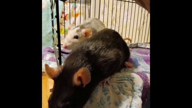какие мои животные ну кроме них у меня есть ещё не сколько животных