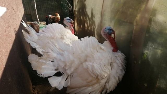 индюки реагируют на дрель