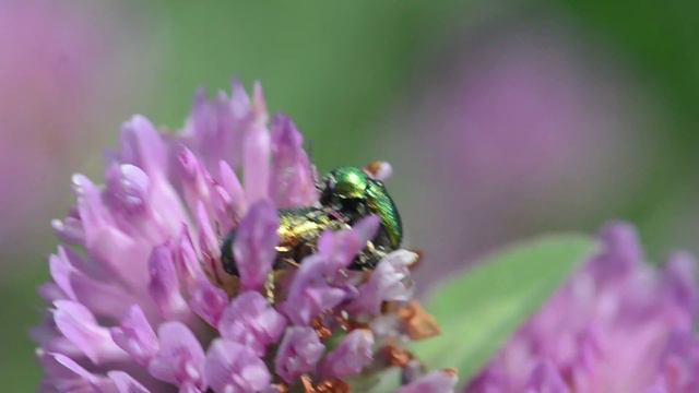 Green Dock Leaf Beetles on Red Clover Flower Video Background