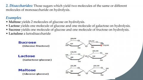 Chapter No 02 Carbohydrates part 2