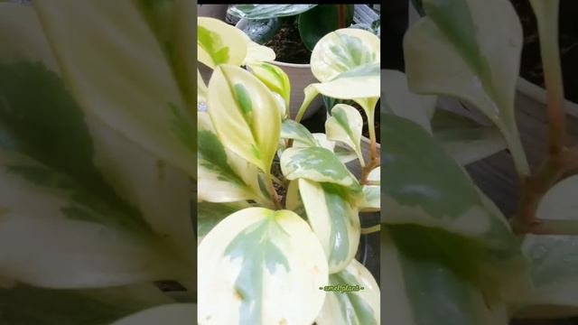 Peperomia Obtusifolia #tanaman #peperomia #plant #aesthetic #merawattanaman #tips #plantlover