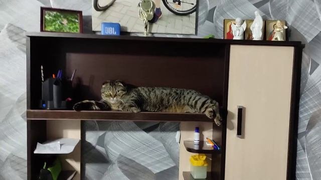 В доме нет место куда лечь коту