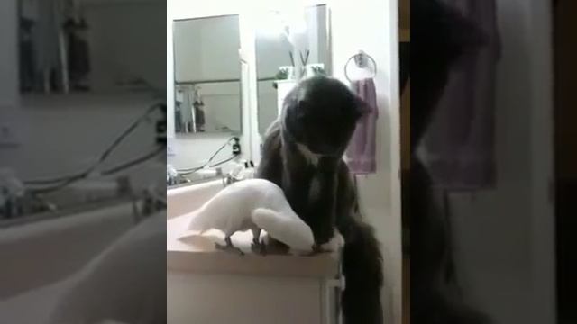 Кот и попугай осторожные нежности