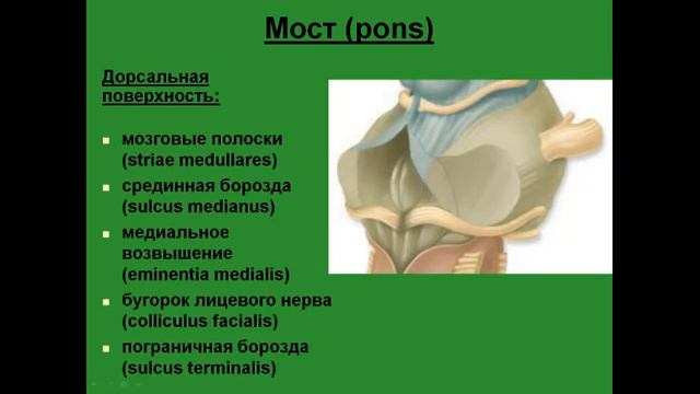 Мост. Внешнее строение