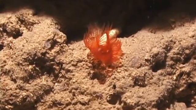 © Фауна Черного моря. Полихета // Fauna of the Black Sea