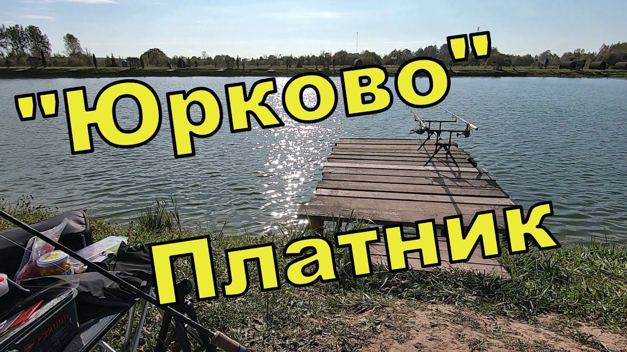 Платник, "Юрково", карп.. Первый раз осознанно на рыбалке за деньги)) Дачный будень #62