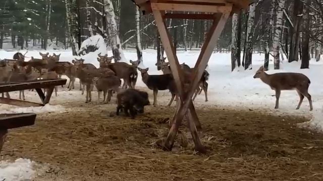 Заворушка животного мира на Лосином острове в Москве.