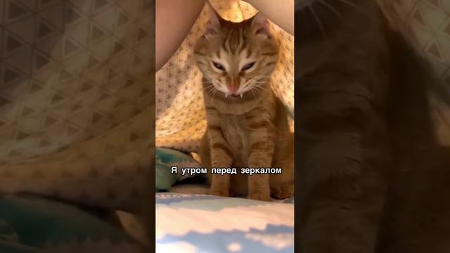 С добрым утром