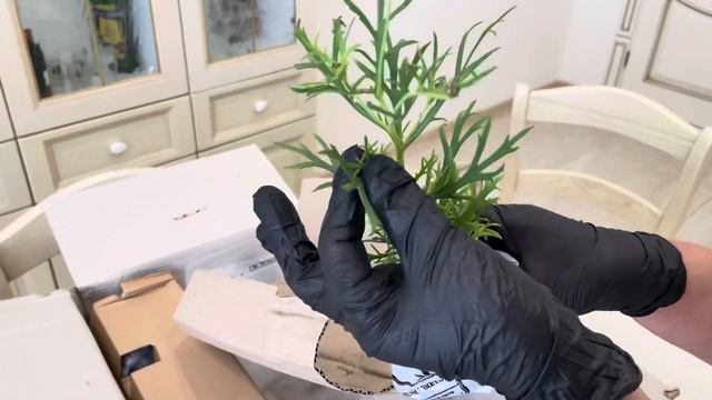 Распаковка и обзор посылки с растениями из интернет магазина  Агромаркет. Отзыв Агромаркет.