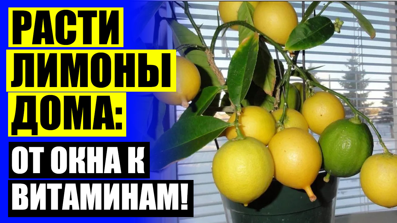 ⛔ Как вырастить лимон из косточки видео 👍