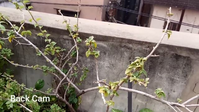Xiaomi Redmi Note 4 Camera Review - Best Camera Phone in Budget?