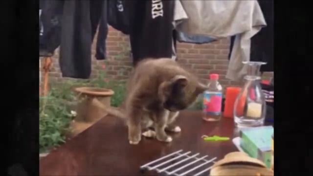 Прикольные Животные 2015! Милые Смешные Животные   Ноябрь 1