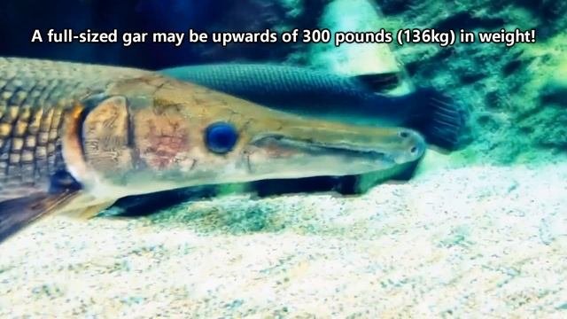 Gar Facts: A PREHISTORIC FISH?! | Animal Fact Files