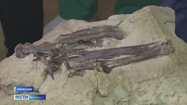 В Кузбассе изучают единственный обнаруженный в России скелет теропода из мелового периода