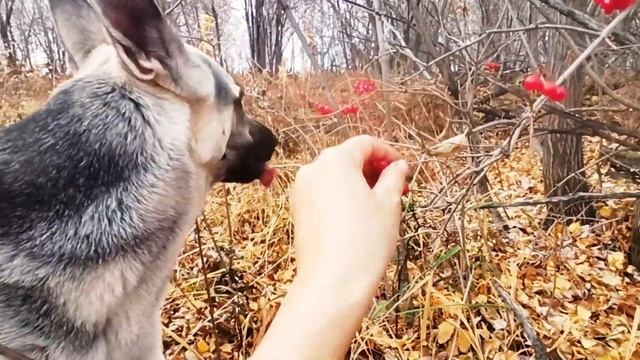 Осень с Зёвкой - самая лучшая осень.