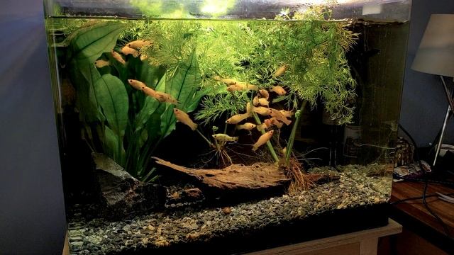 Simulated Sunrise/Sunset over Aquarium