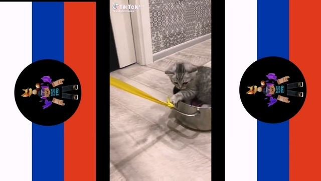 Смешные видео из тик тока