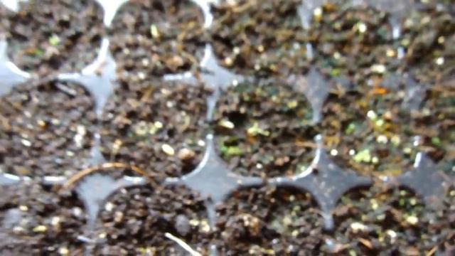 ПЕТУНИЯ. РАССАДА ДЛЯ ПРОДАЖИ. ИЗБЕГАЕМ ОШИБОК.