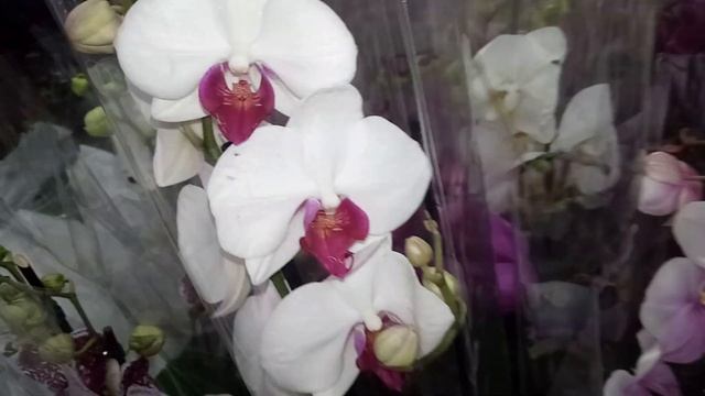 Замечательный завоз орхидей ,много Биг липов, Пират Пикоти.  Обзор, Оптовая база, пер Промышленный