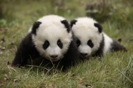 Невероятный факт №4: "Маленькие панды - очень общительные"