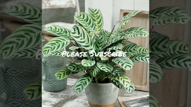 'Ctenanthe Setosa' Plants II Please Subscribe My Channel