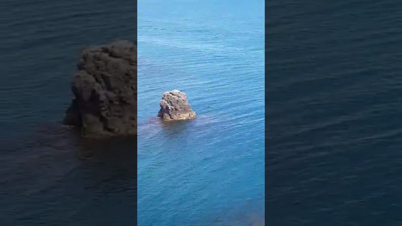 Дельфин ?